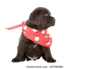 Cute Chocolate Labrador Puppy In Neck Scarf