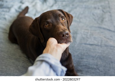 Cute Chocolate Labrador Retriever Dog Years On The Bed, Pet Like A Human Lying On The Bed And Resting, Dog Under The Blanket, Female Hand Holding Dog's Face, Beautiful Photo About Human And Dog