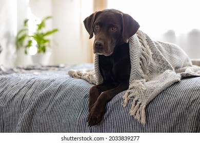 Cute Chocolate Labrador Retriever Dog Years On The Bed, Pet Like A Human Lying On The Bed And Resting, Dog Under The Blanket, Female Hand Holding Dog's Face, Beautiful Photo About Human And Dog