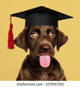 Cute chocolate Labrador Retriever in a graduation cap