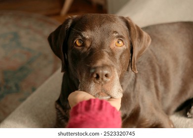 cute chocolate Labrador Retriever is lying on bed and resting. close-up of a pet holding its head and muzzle in the owner's hand. purebred puppy in a retriever. dog looks at camera with devoted eyes - Powered by Shutterstock