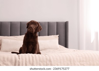 Cute chocolate Labrador Retriever on soft bed in room, space for text. Lovely pet - Shutterstock ID 2369175277