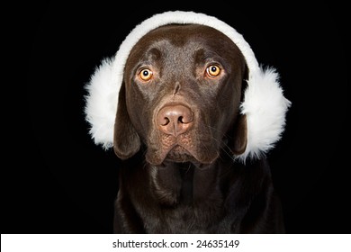 Cute Chocolate Labrador In White Ear Muffs