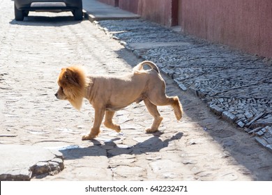 Cute Chow Chow Dog Shave Hair Cut