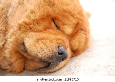 A Cute Chow Chow Dog Sleeping On A Carpet