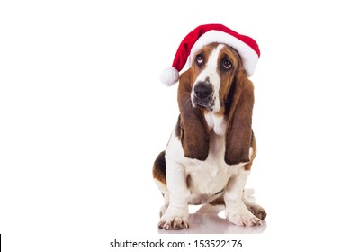 Cute Christmas Basset puppy sitting and looking up, isolated on white