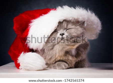 Cute Christmas cat, little kitten playing and wearing Christmas hat