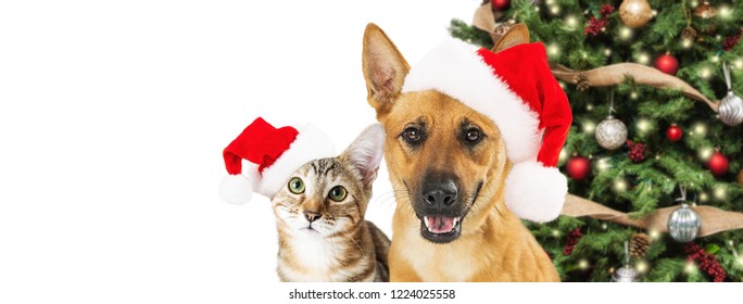 Cute Christmas dog and cat wearing Santa Claus hats with tree. Room for text in white background web banner