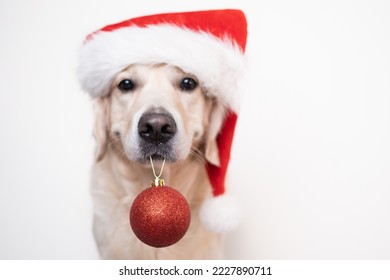 Cute Christmas dog wearing a red Santa hat sits on a white background holding a Christmas tree ball. Christmas or New Year card with a golden retriever. - Powered by Shutterstock