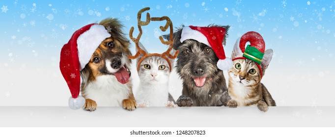 Cute Christmas dogs and cats together hanging paws over white horizontal website banner or social media header