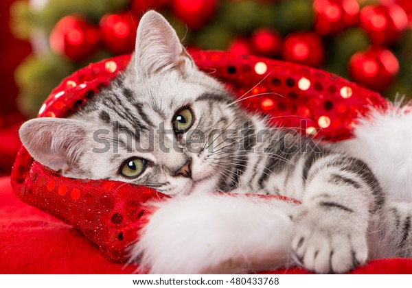 Cute Christmas Kitten Stock Photo Edit Now 480433768