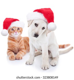 Cute Christmas Pet Labrador Puppy Dog And Xmas Animal Kitten Cat In Santa Hats On White