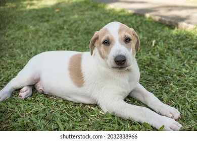 A cute, chubby and healthy 2 month old male puppy chilling and relaxing on the grassy ground - Shutterstock ID 2032838966