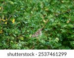 A cute, chubby little yellow-bellied elaenia bird standing on a thin branch surrounded by bright green leaves