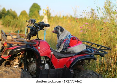 A Cute Chubby Pug Ride On An ATV In A Flower Garden.