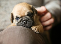 A Cute Chug Pug Puppy On A Lap Being Petted Looking At The Camera (SHALLOW DOF On The Nose) 