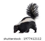 Cute classic black with white stripe young skunk aka Mephitis mephitis, standing side ways. Looking  towards floor with tail high up. Isolated on a white background.