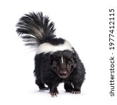 Cute classic black with white stripe young skunk aka Mephitis mephitis, standing facing front. Looking straight at lense with tail high up. Isolated on a white background.