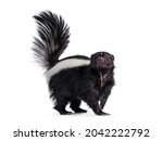 Cute classic black with white stripe young skunk aka Mephitis mephitis, standing side ways. Looking straight at lense with tail high up. Isolated on a white background.