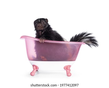 Cute Classic Black With White Stripe Young Skunk Aka Mephitis Mephitis, Sitting In Pink Toy Bath Tub. Looking Straight At Camera. Isolated On A White Background.
