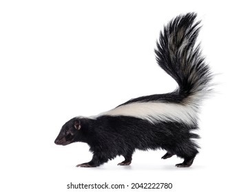 Cute classic black with white stripe young skunk aka Mephitis mephitis, walking side ways. Head up looking straight ahead with tail high up. Isolated on a white background.