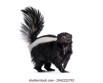 Cute classic black with white stripe young skunk aka Mephitis mephitis, standing side ways. Looking straight at lense with tail high up. Isolated on a white background.