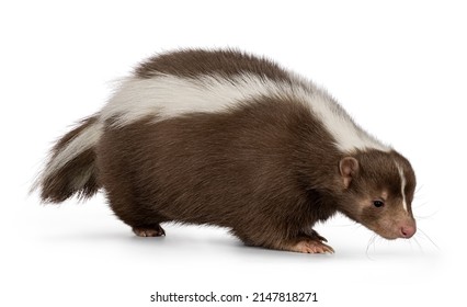 Cute Classic Brown With White Stripe Young Skunk Aka Mephitis Mephitis, Walking Side Ways. Head And Tail Down, Looking Away From Camera. Isolated On A White Background.