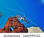 A cute cleaner shrimp boxer shrimp (banded cleaner shrimp, coral banded shrimp) in marine aquarium tank. Stenopus hispidus is a popular and inexpensive invertebrate for aquarium. 