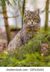 Cute close up portrait of European wild cat (Felis silvestris) in natural mountain forest environment