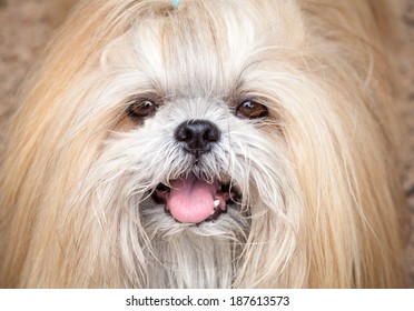 Cute Close Up Portrait Of The Face Of A Gold Long Haired Pekingese Dog