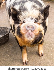 Ugly Pigs Images, Stock Photos & Vectors | Shutterstock