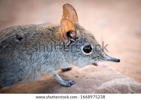 A cute close up portrait of a shy elephant shrew, taken at sunset in the Pafuri concession of the Kruger national Park, South Africa.
