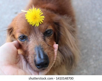 Long Hair Miniature Images Stock Photos Vectors Shutterstock