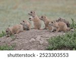 Cute closeup low angle view of a group of back tailed prairie dogs