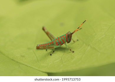 A Cute Clown Colored Grasshopper Nymph. Little Clown Or  Fluo Grasshopper. (Catantopinae Nymph )