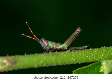 A Cute Clown Colored Grasshopper Nymph. Little Clown Or  Fluo Grasshopper. (Catantopinae Nymph )