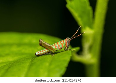 A Cute Clown Colored Grasshopper Nymph. Little Clown Or  Fluo Grasshopper. (Catantopinae Nymph )