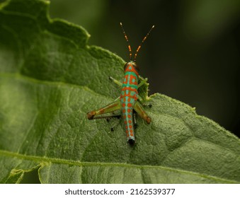 A Cute Clown Colored Grasshopper Nymph. Little Clown Or  Fluo Grasshopper,(Catantopinae Nymph ) Sitting On A Leaf.