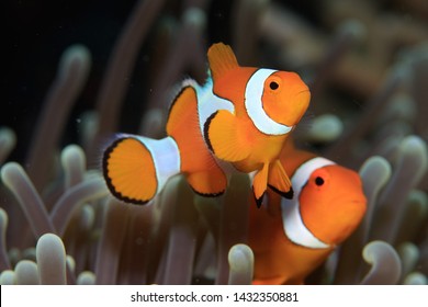 Cute Clown Fish / Anemone Fish with their distinctive color pattern in their host animal. Underwater Photography Scuba Diving Indonesia.