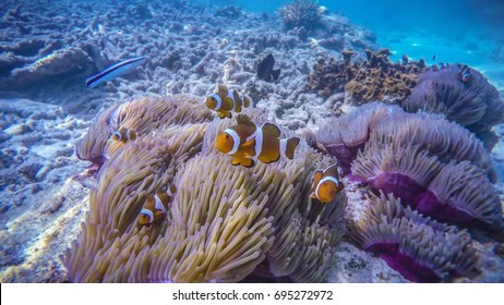 Cute Clown Fish in Symbiosis of Perhentian Island, Malaysia