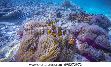Cute Clown Fish in Symbiosis of Perhentian Island, Malaysia
