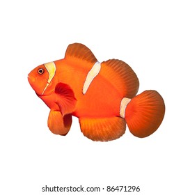 Cute Clownfish Isolated On A White Background