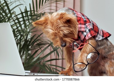 A Cute Clumsy Dog Dropped His Glasses During A Video Conference.