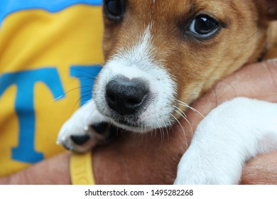 Cute And Clumsy Jack Russell Puppy Biting.
Over Excited Dog Trying To Climb The Stairs To Greet The Owner