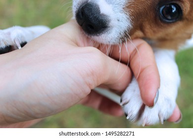 Cute And Clumsy Jack Russell Puppy Biting.
Over Excited Dog Trying To Climb The Stairs To Greet The Owner