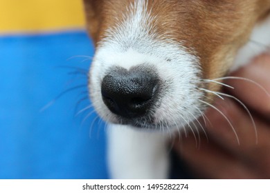 Cute And Clumsy Jack Russell Puppy Biting.
Over Excited Dog Trying To Climb The Stairs To Greet The Owner