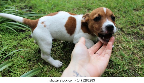 Cute And Clumsy Jack Russell Puppy Biting.
Over Excited Dog Trying To Climb The Stairs To Greet The Owner