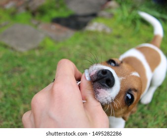 Cute And Clumsy Jack Russell Puppy Biting.
Over Excited Dog Trying To Climb The Stairs To Greet The Owner