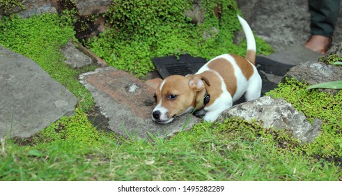 Cute And Clumsy Jack Russell Puppy Biting.
Over Excited Dog Trying To Climb The Stairs To Greet The Owner