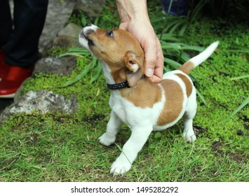 Cute And Clumsy Jack Russell Puppy Biting.
Over Excited Dog Trying To Climb The Stairs To Greet The Owner